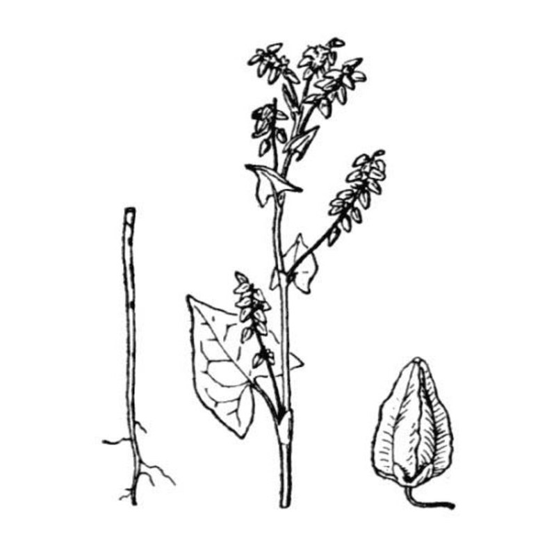 fagopyrum tataricum (l.) gaertn.