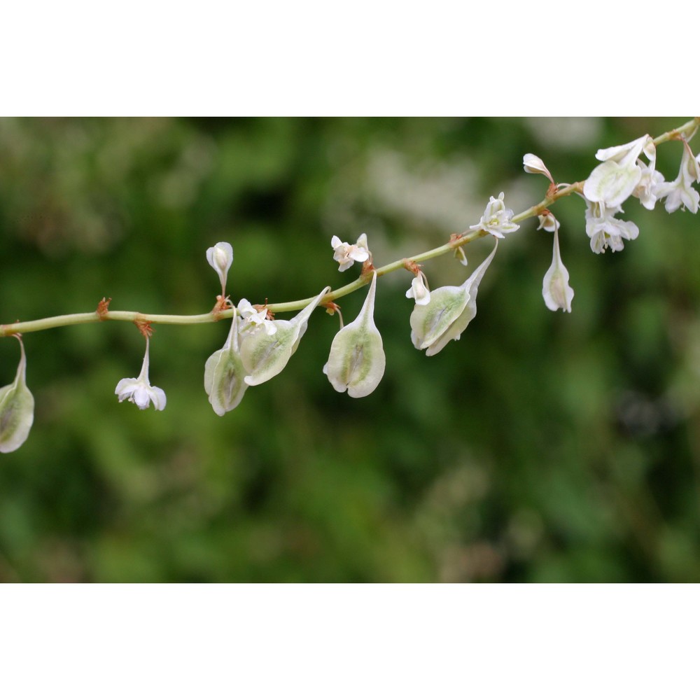 fallopia baldschuanica (regel) holub