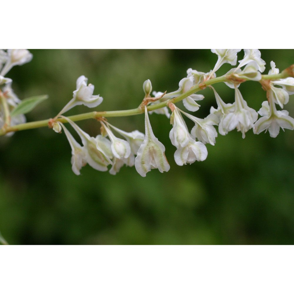 fallopia baldschuanica (regel) holub