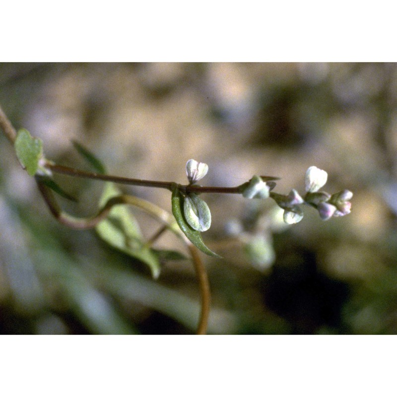 fallopia convolvulus (l.) Á. löve