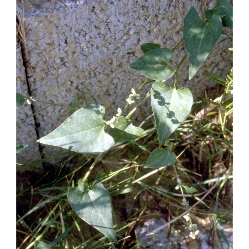 fallopia convolvulus (l.) Á. löve