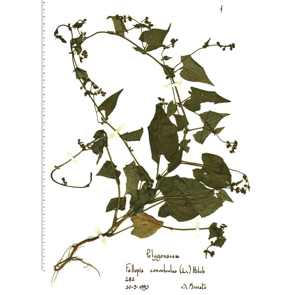 fallopia convolvulus (l.) Á. löve