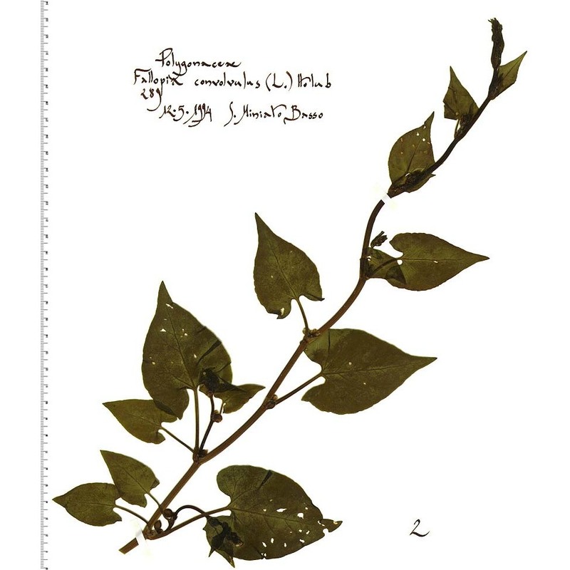 fallopia convolvulus (l.) Á. löve