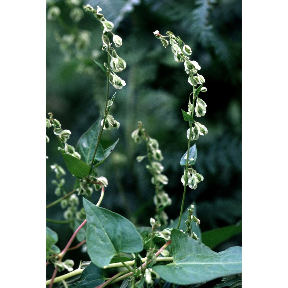 fallopia dumetorum (l.) holub