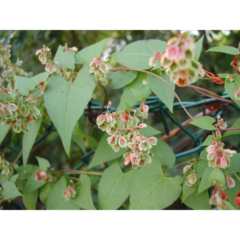 fallopia dumetorum (l.) holub