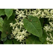 fallopia multiflora (thunb.) haraldson