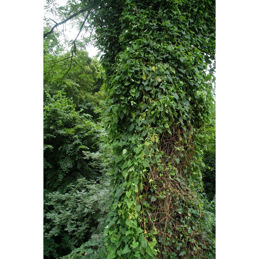 fallopia multiflora (thunb.) haraldson