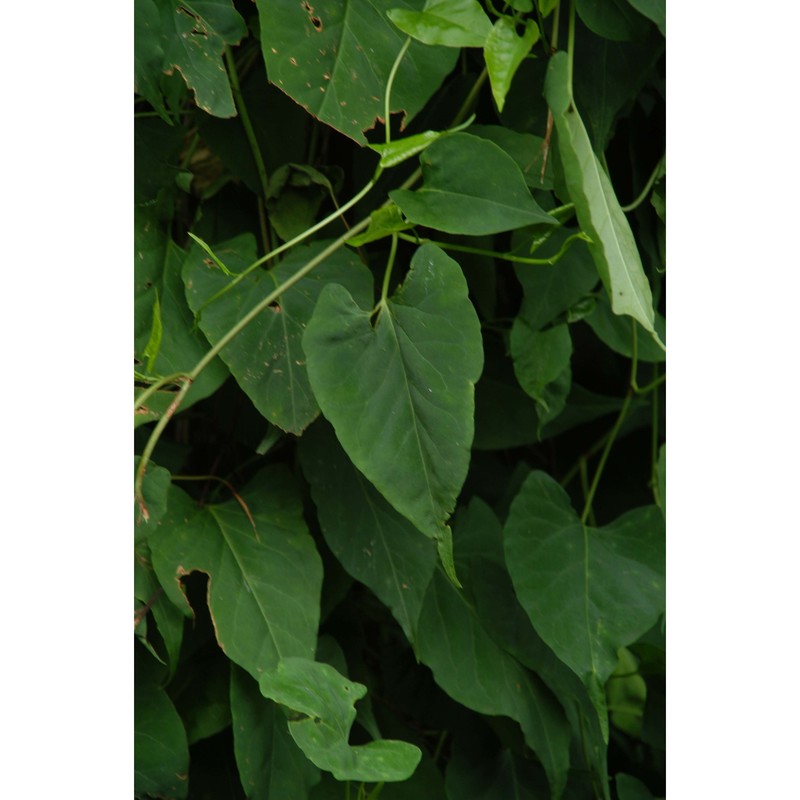 fallopia multiflora (thunb.) haraldson