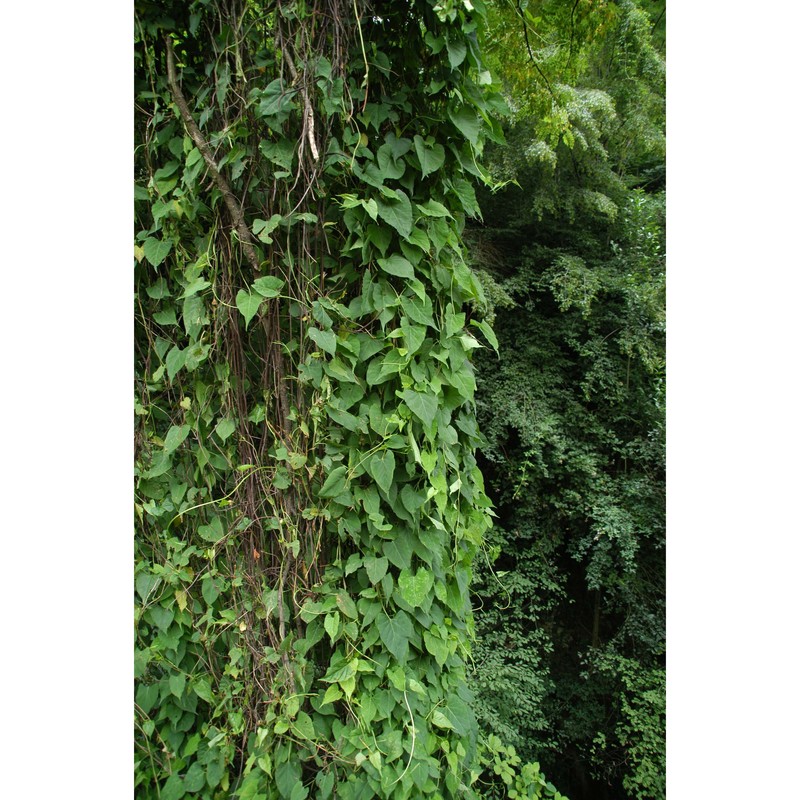 fallopia multiflora (thunb.) haraldson