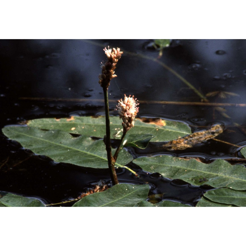 persicaria amphibia (l.) delarbre