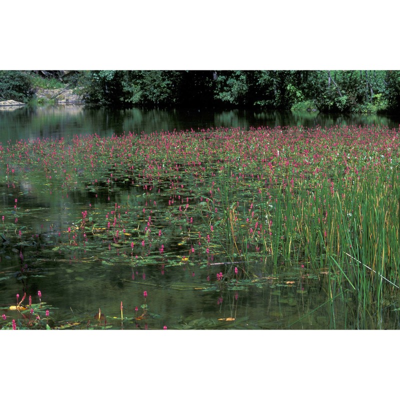 persicaria amphibia (l.) delarbre