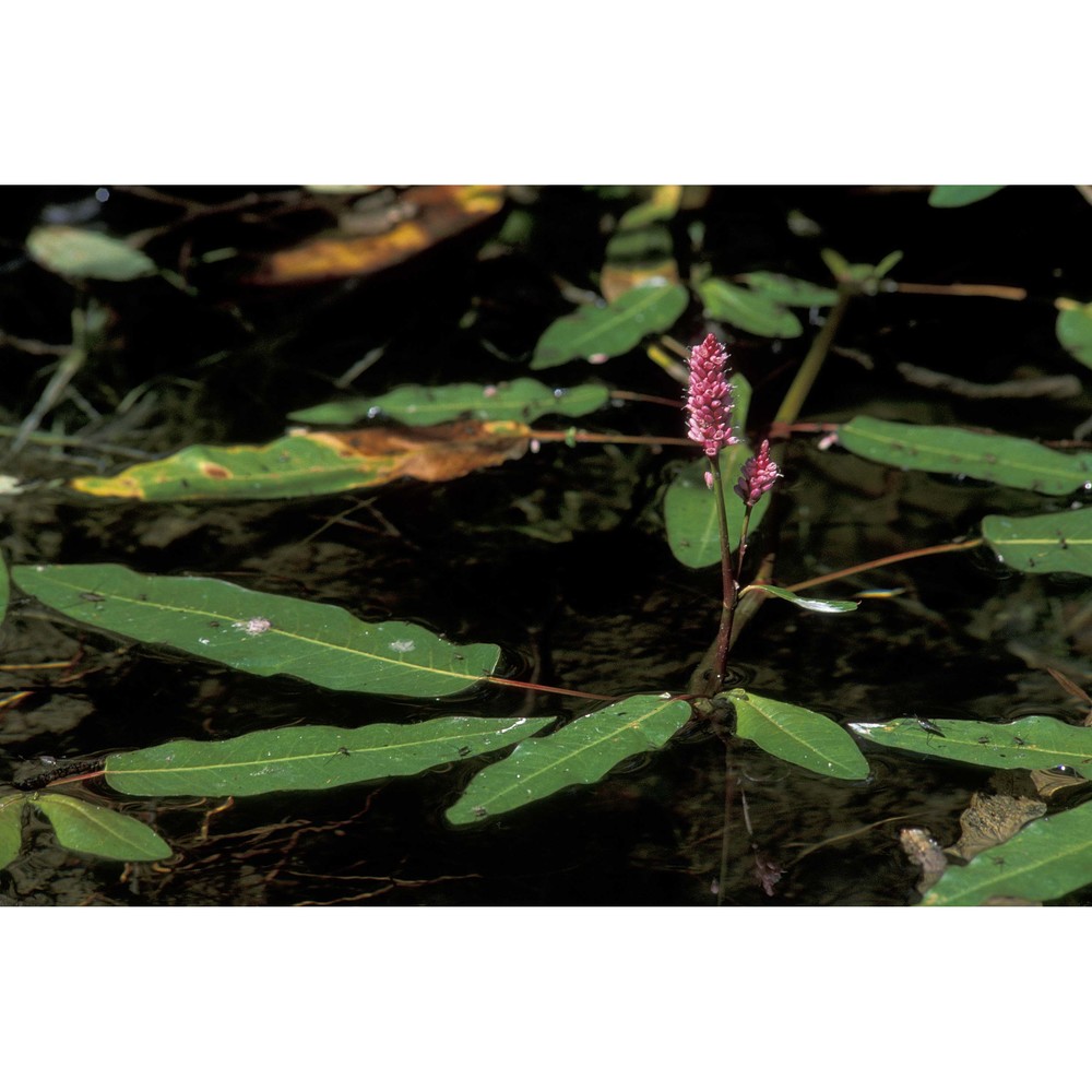 persicaria amphibia (l.) delarbre