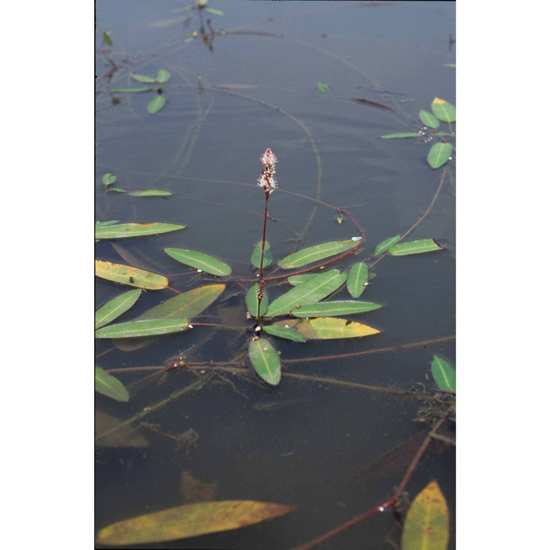 persicaria amphibia (l.) delarbre