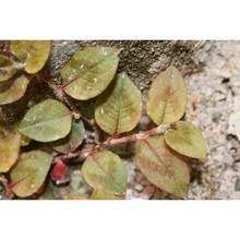 persicaria capitata (buch.-ham. ex d. don) h. gross