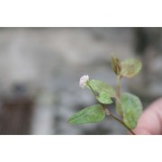 persicaria capitata (buch.-ham. ex d. don) h. gross