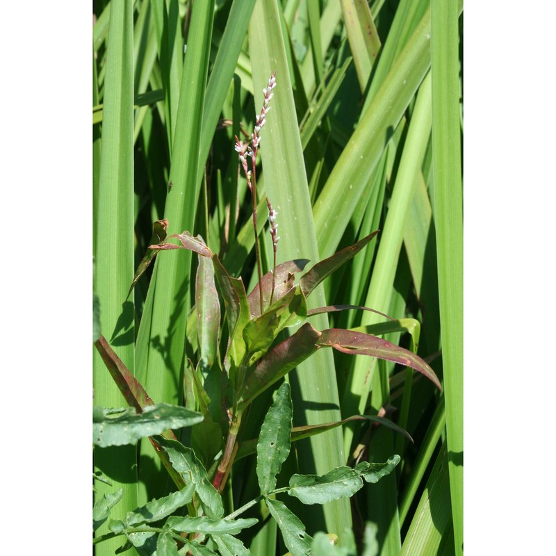 persicaria decipiens (r. br.) k. l. wilson