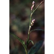 persicaria decipiens (r. br.) k. l. wilson