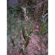 persicaria decipiens (r. br.) k. l. wilson