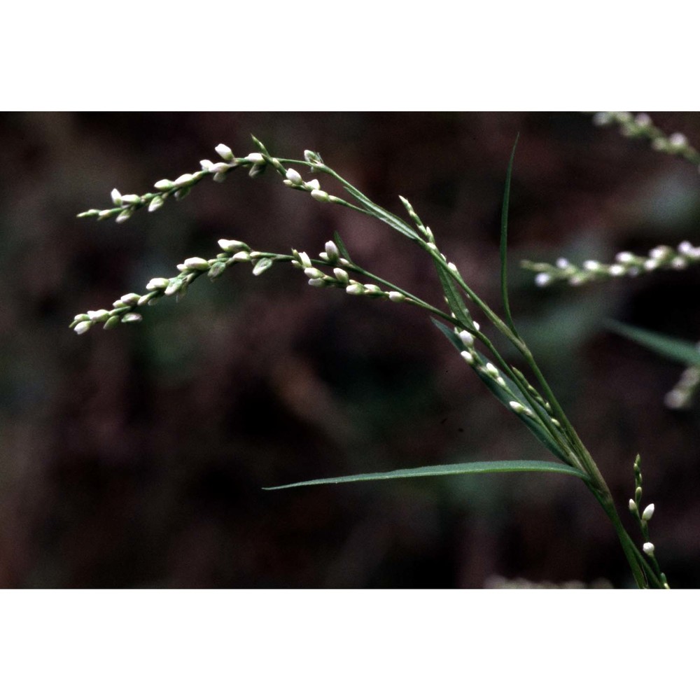 persicaria dubia (stein) fourr.