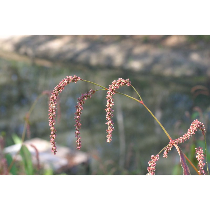 persicaria dubia (stein) fourr.