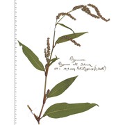 persicaria dubia (stein) fourr.