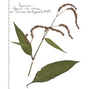 persicaria dubia (stein) fourr.