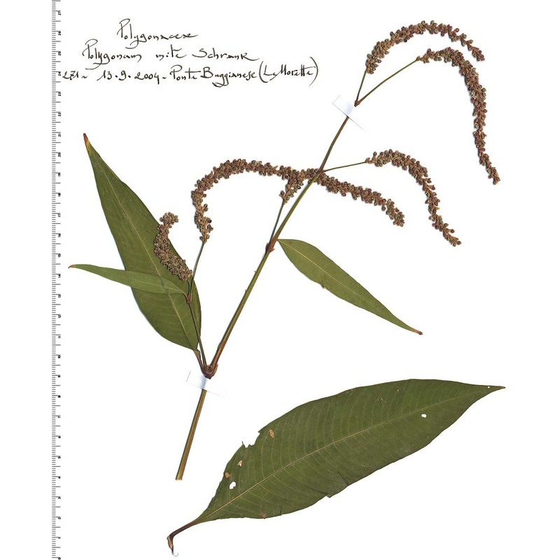 persicaria dubia (stein) fourr.