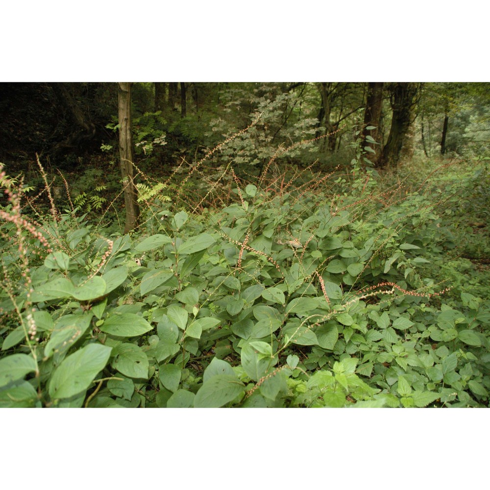 persicaria filiformis (thunb.) nakai