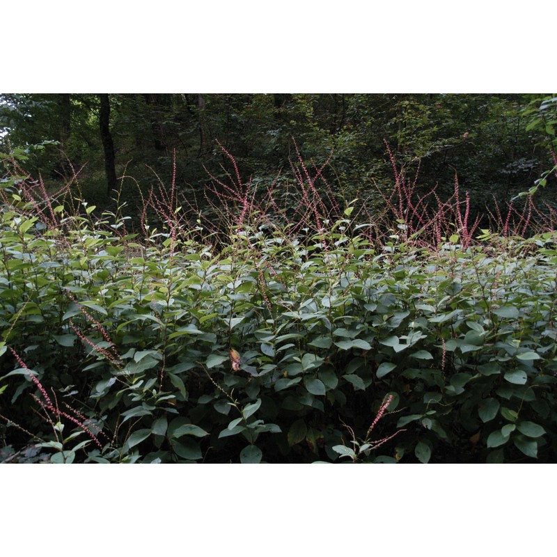 persicaria filiformis (thunb.) nakai