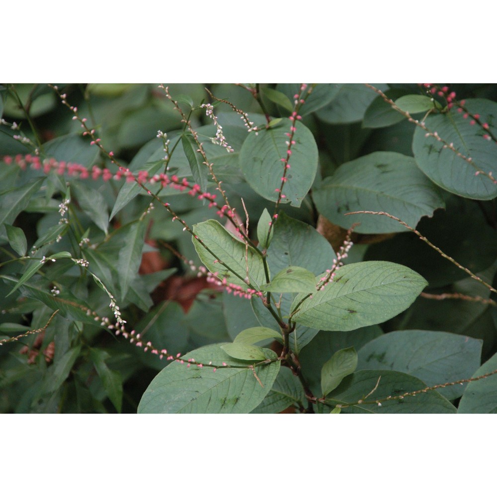 persicaria filiformis (thunb.) nakai