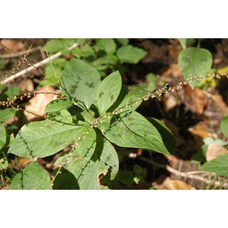 persicaria filiformis (thunb.) nakai