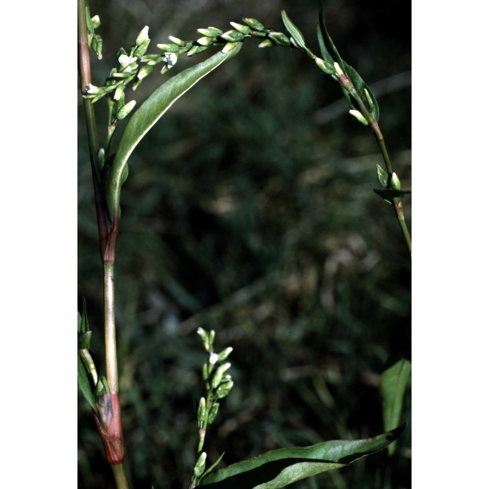 persicaria hydropiper (l.) delarbre