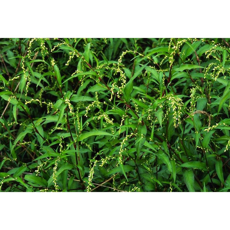 persicaria hydropiper (l.) delarbre