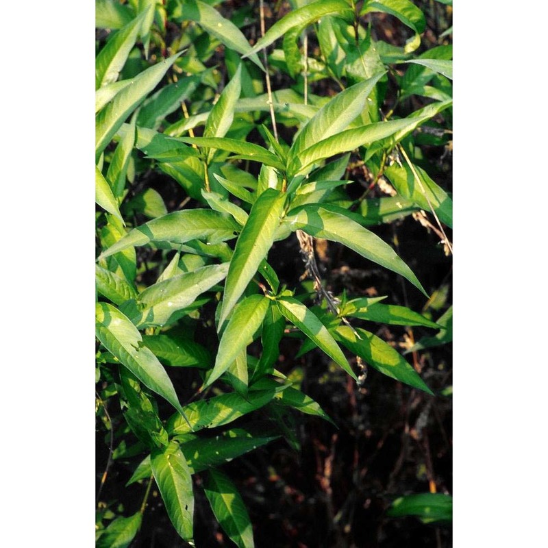 persicaria hydropiper (l.) delarbre