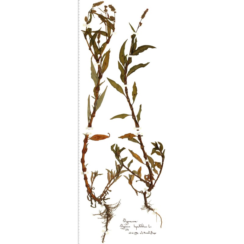 persicaria lapathifolia (l.) delarbre