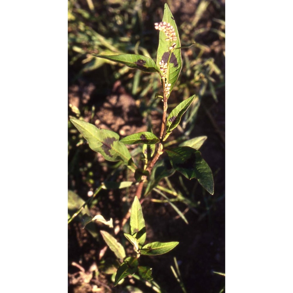 persicaria lapathifolia (l.) delarbre