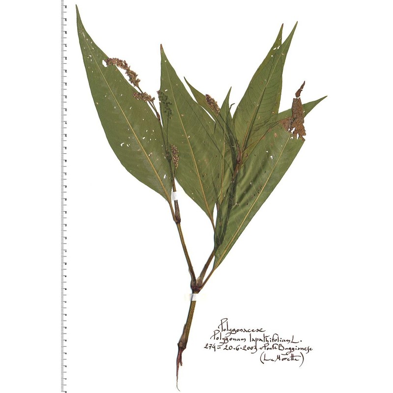 persicaria lapathifolia (l.) delarbre