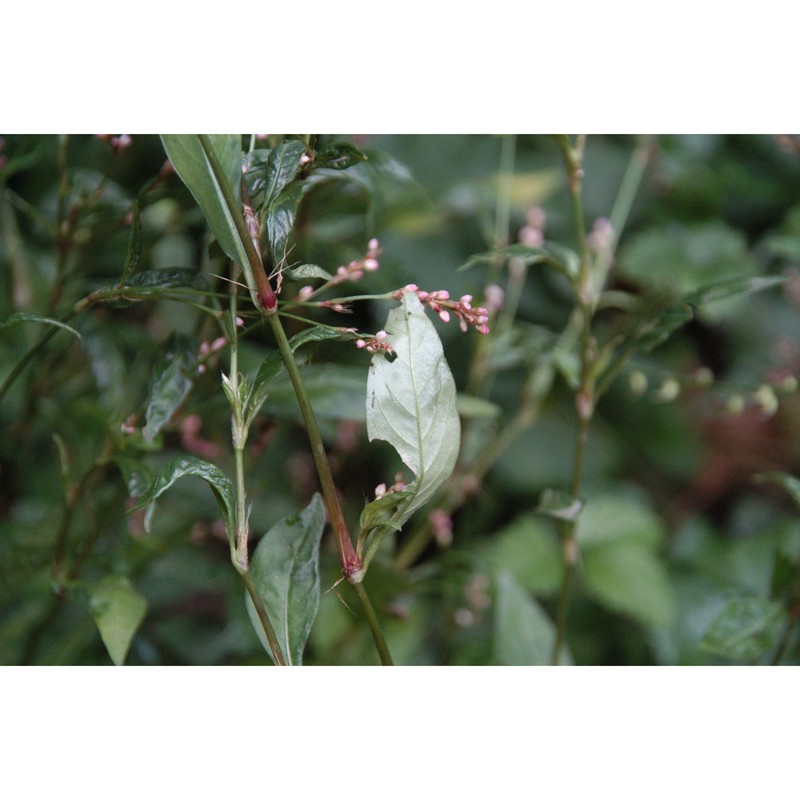 persicaria longiseta (bruijn) kitag.