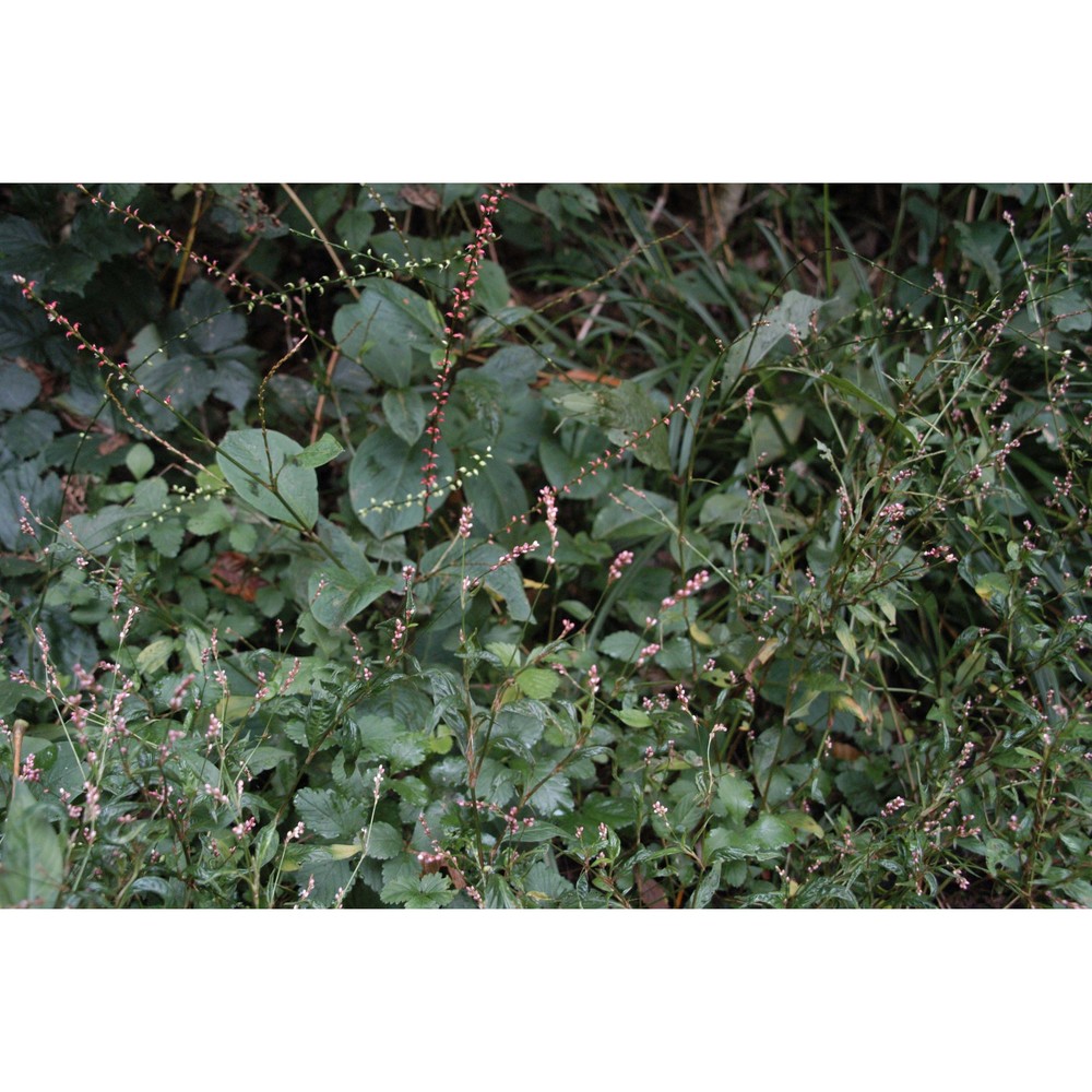 persicaria longiseta (bruijn) kitag.