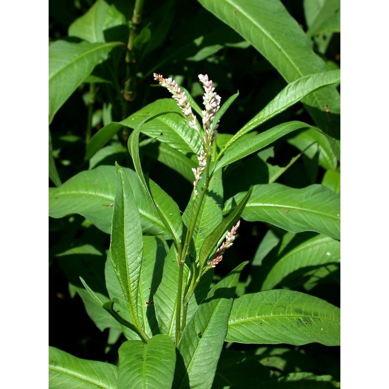 persicaria maculosa gray