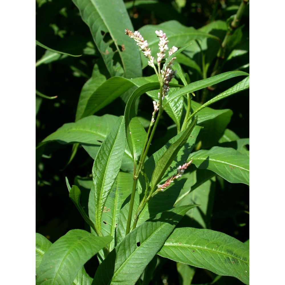 persicaria maculosa gray