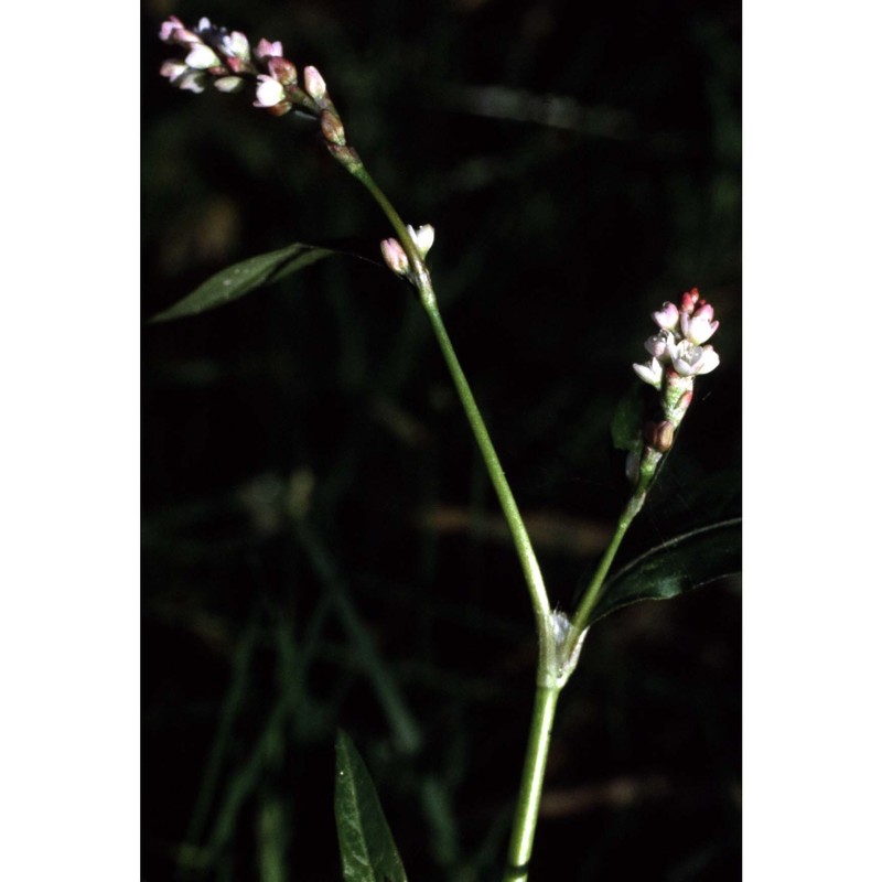 persicaria maculosa gray