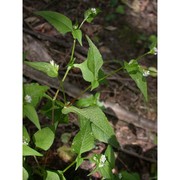 persicaria nepalensis (meisn.) h. gross