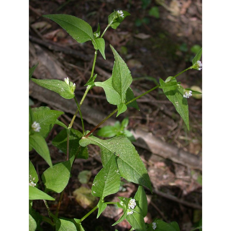 persicaria nepalensis (meisn.) h. gross