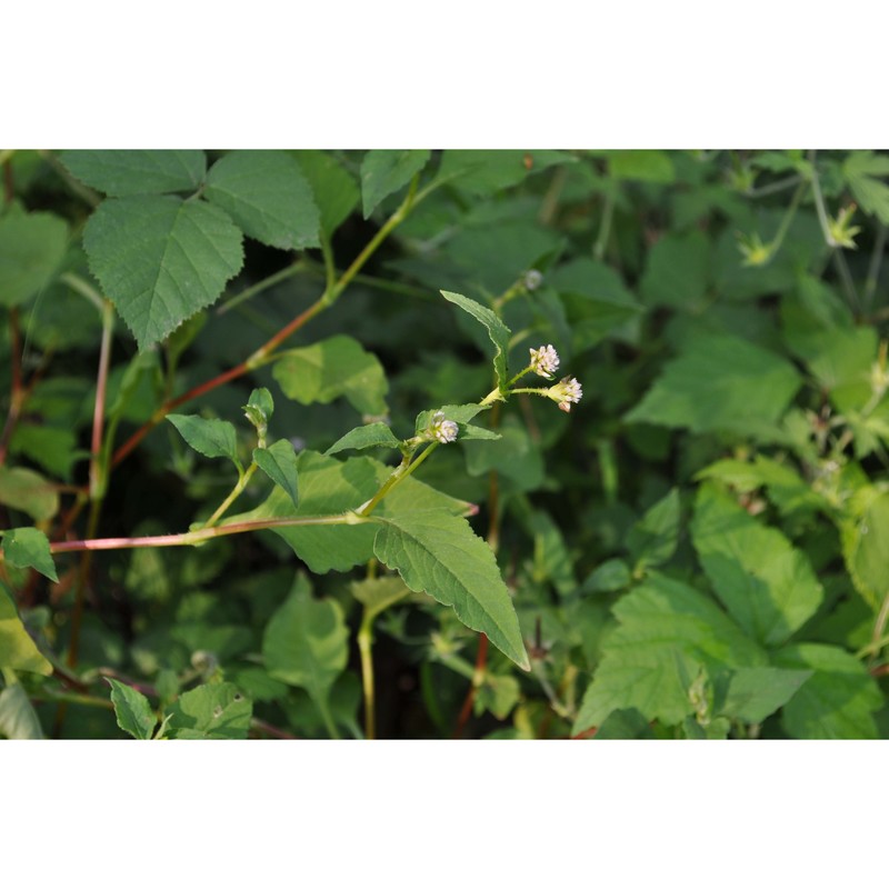 persicaria nepalensis (meisn.) h. gross