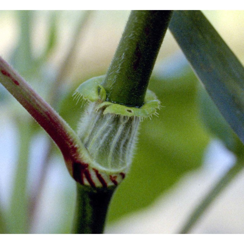 persicaria orientalis (l.) spach