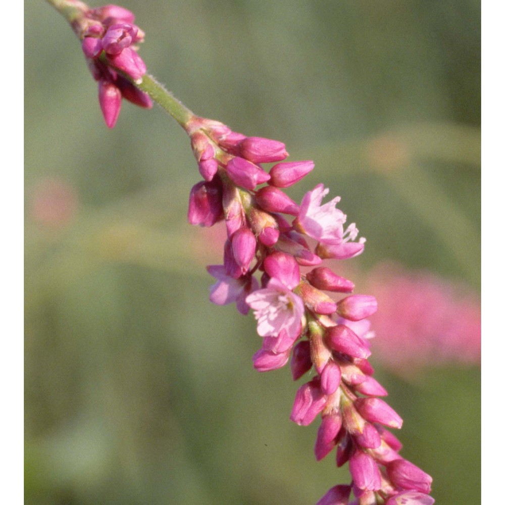 persicaria orientalis (l.) spach