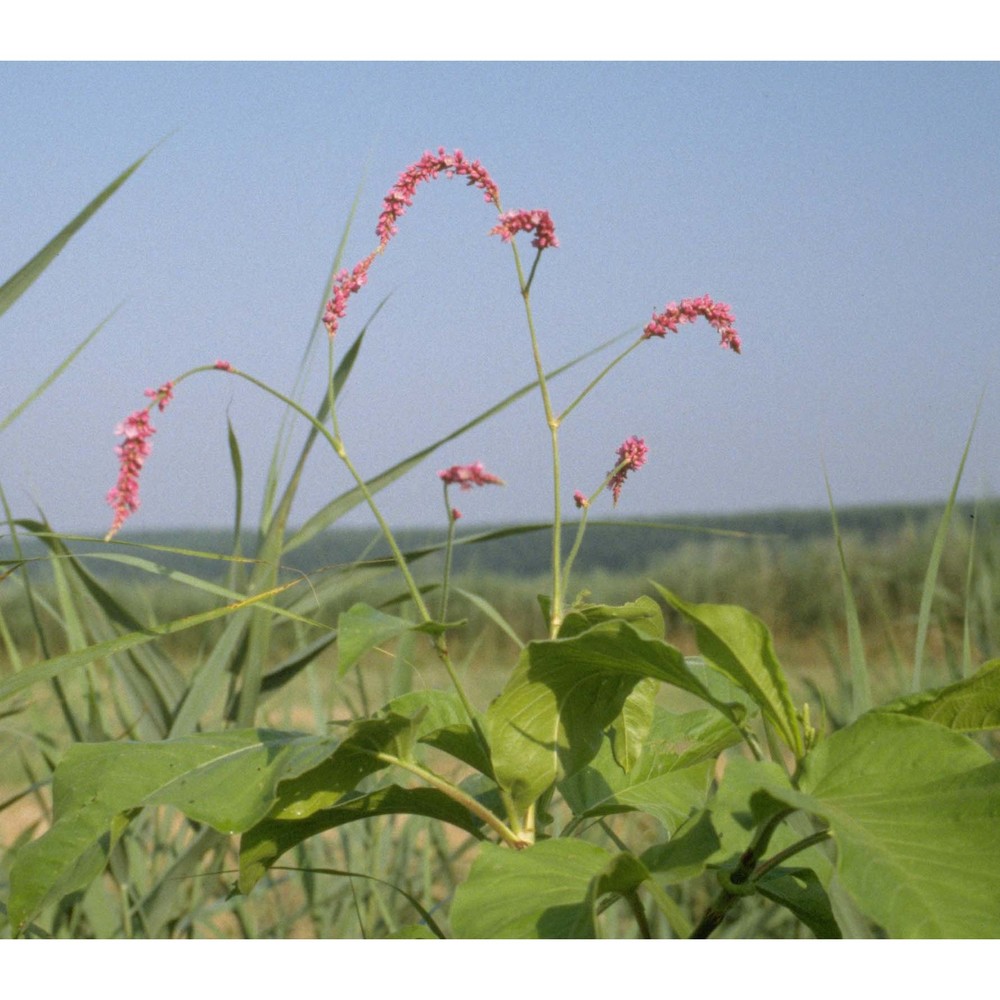 persicaria orientalis (l.) spach