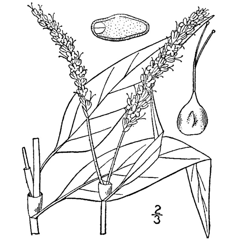 persicaria pensylvanica (l.) m. gómez