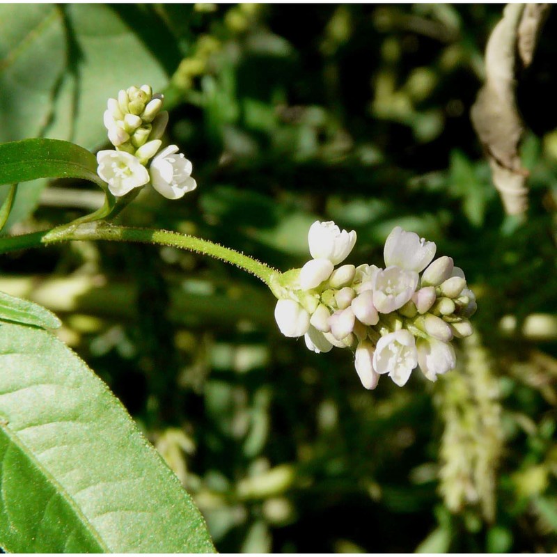 persicaria pensylvanica (l.) m. gómez